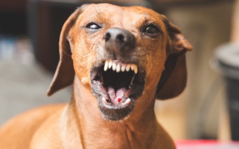 ခွေးကိုက်ခံရခြင်းနဲ့ ခွေးရူးရောဂါကနေ ဘယ်လိုကာကွယ်ကြမလဲ