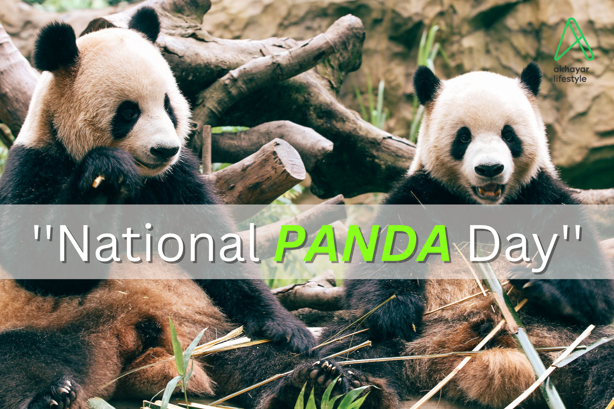 ‘‘ National Panda Day’’