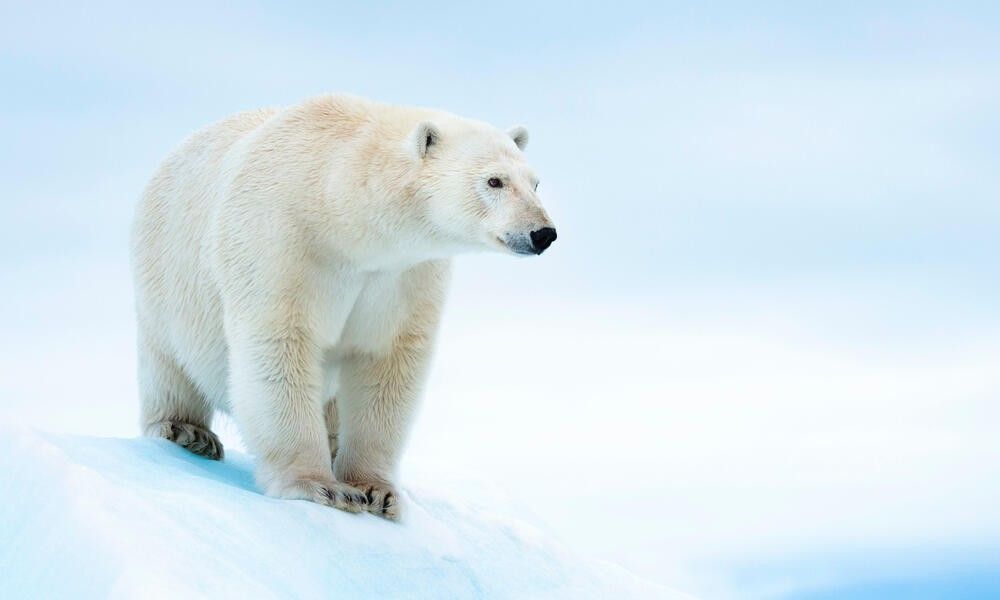 ‘‘ ရေခဲပြင်တွေမှာတွေ့ရလေ့ရှိတဲ့ ချစ်စရာ Polar ဝက်ဝံ လေးတွေ အကြောင်းသိကောင်းစရာအချက်တချို့ ’’